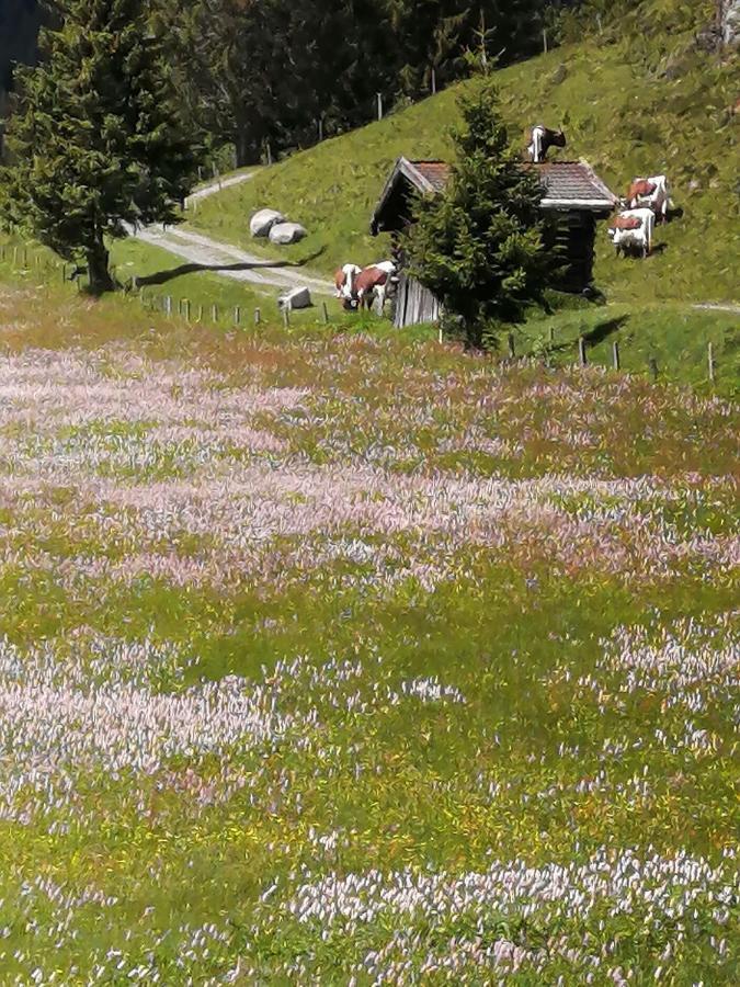 מיטרסיל Haus Jessica Incl National Park Sommercard מראה חיצוני תמונה